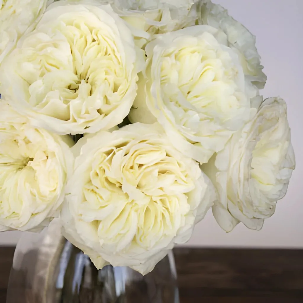 Creamy Ivory Peony Rose