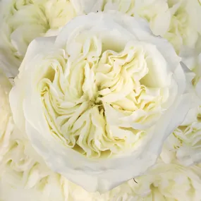 Creamy Ivory Peony Rose