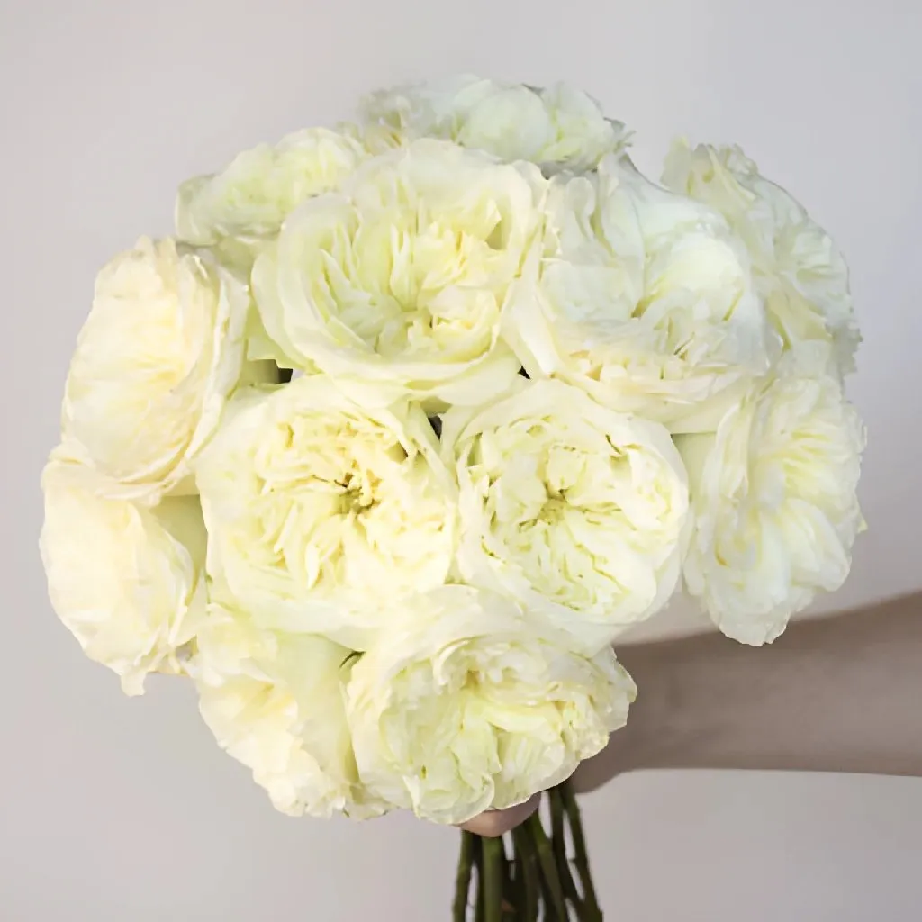 Creamy Ivory Peony Rose