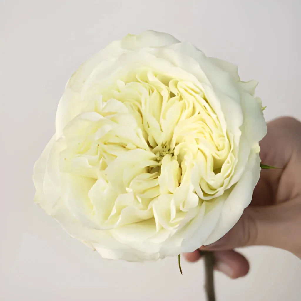 Creamy Ivory Peony Rose