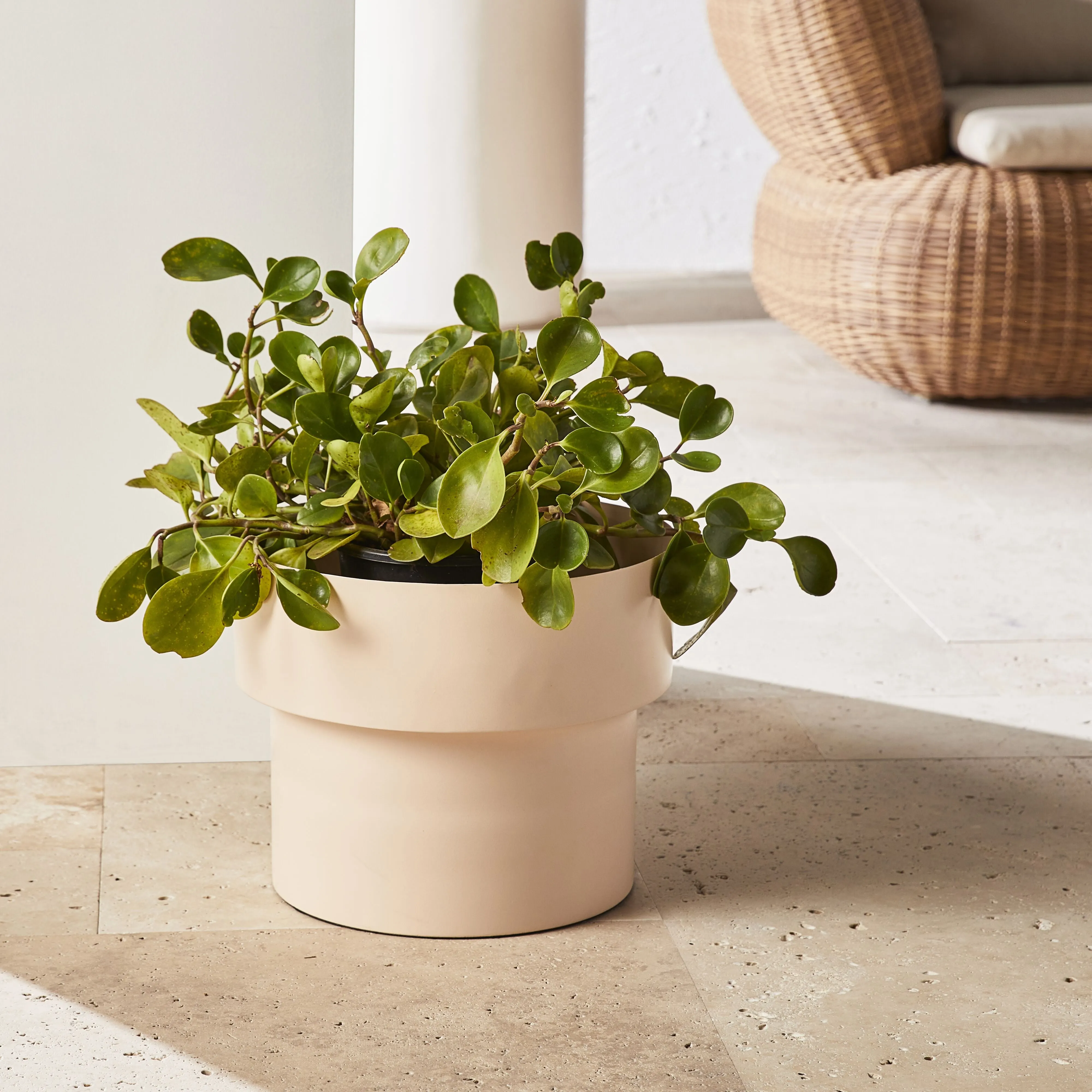 Poppy Blush Pot Medium 33x33x27cm
